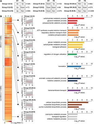 System-Level Analysis of Transcriptional and Translational Regulatory Elements in Streptomyces griseus